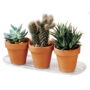 Plantpak Planter Tray 4″x14″ – Clear